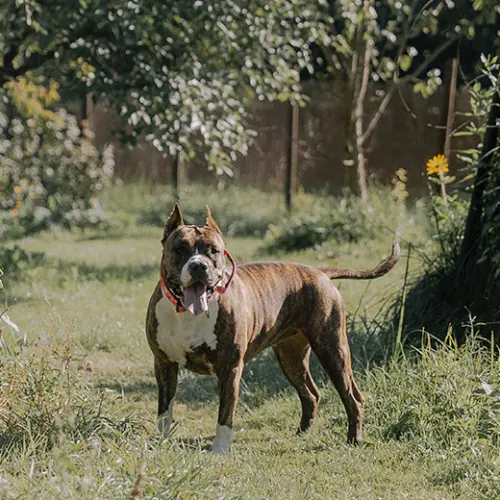土佐犬は飼ってはいけない？！イギリスで飼育禁止の「危険犬」5タイプと最新の規制