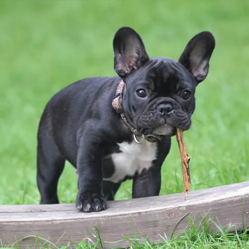 日本でも人気！短頭種の犬たちの現実とは？イギリス視点で考える