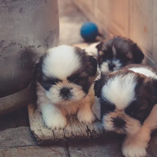 イギリスのペットショップは子犬・子猫の販売禁止！法律の抜け穴にも迫る