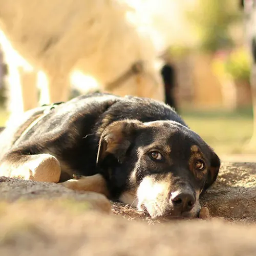 カナダは世界一の保護犬大国？海外から保護犬を迎える仕組みと最新事情
