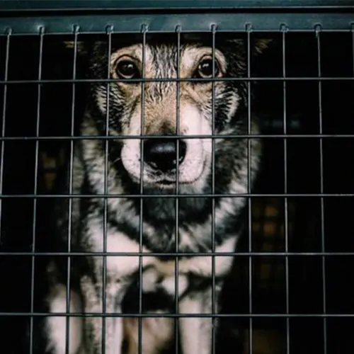 カリフォルニア州保護犬施設の危機