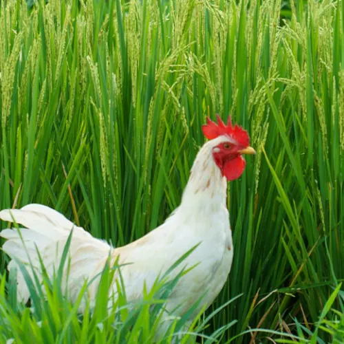 ニワトリにも「退屈」がある？世界の養鶏場で始まっている意外な工夫